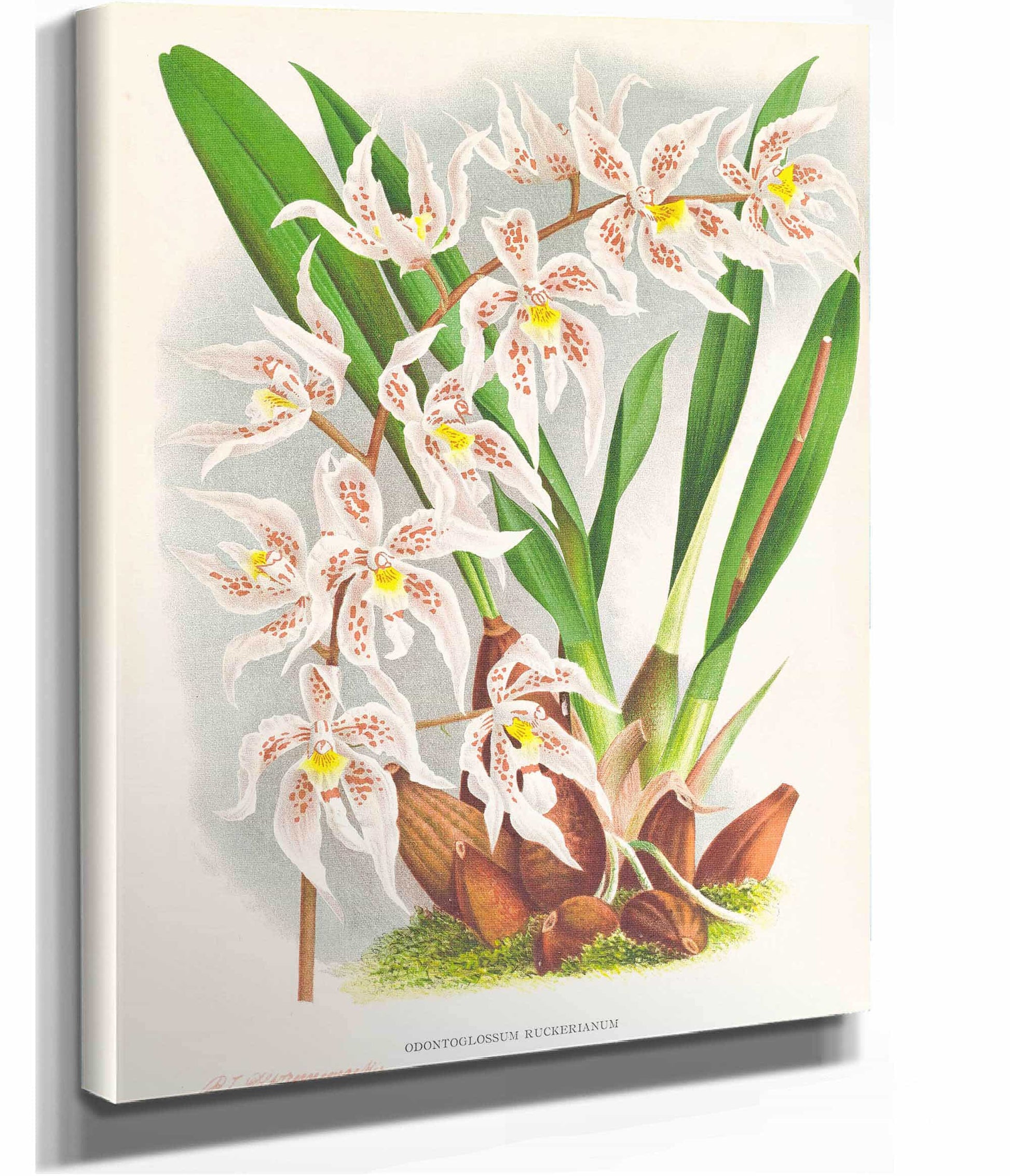 Odontoglossum Ruckerianum by Jean Jules Linden