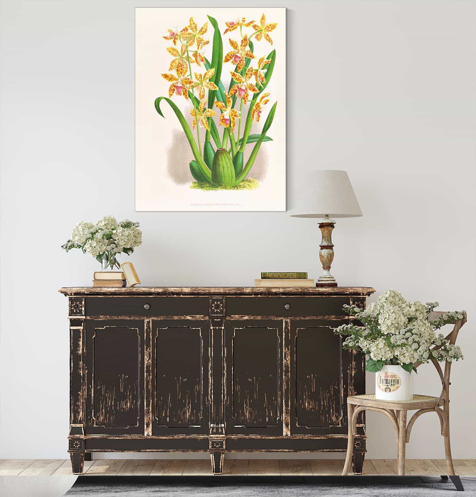 Odontoglossum Schillerianum by Jean Jules Linden
