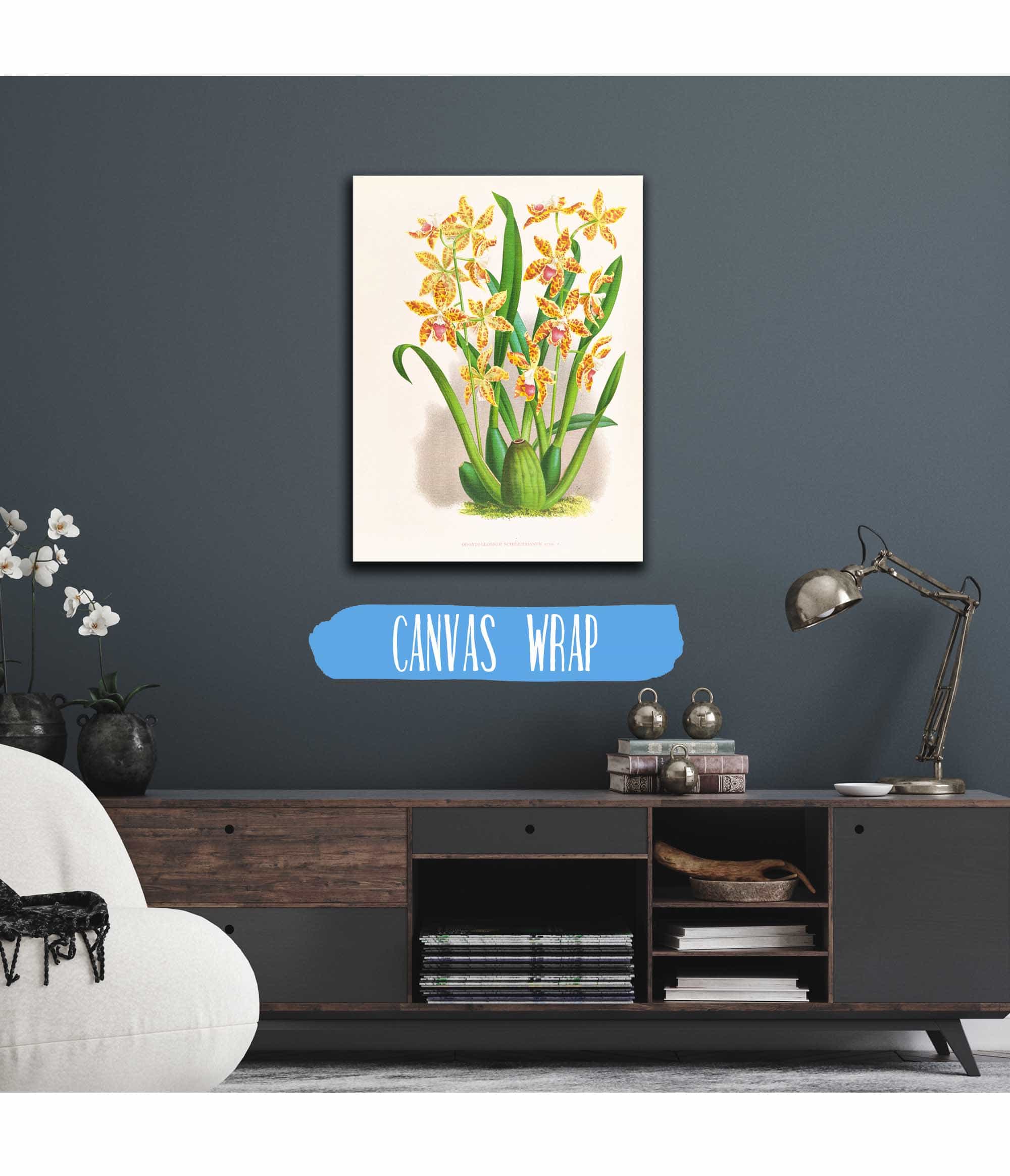 Odontoglossum Schillerianum by Jean Jules Linden