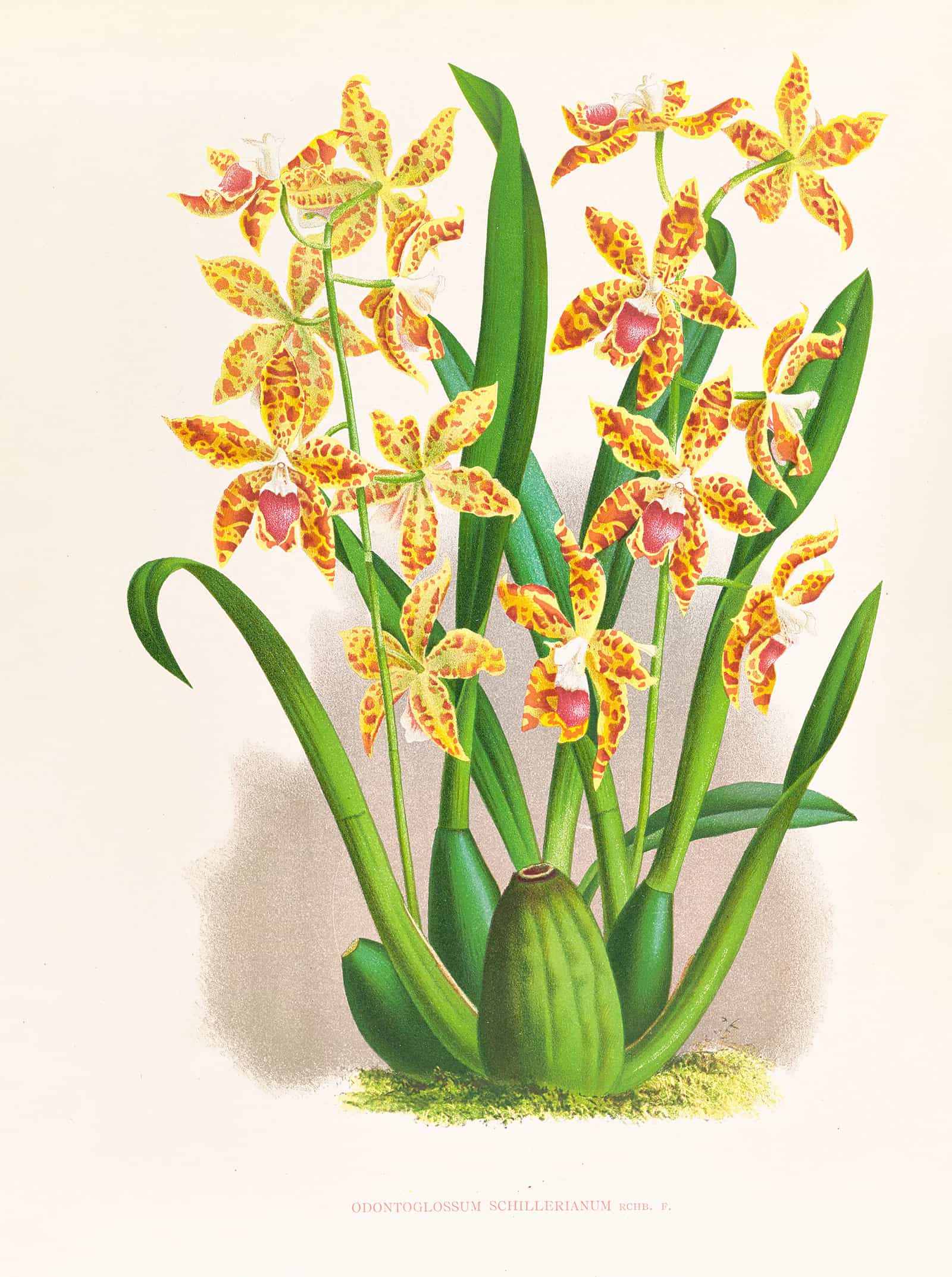 Odontoglossum Schillerianum by Jean Jules Linden