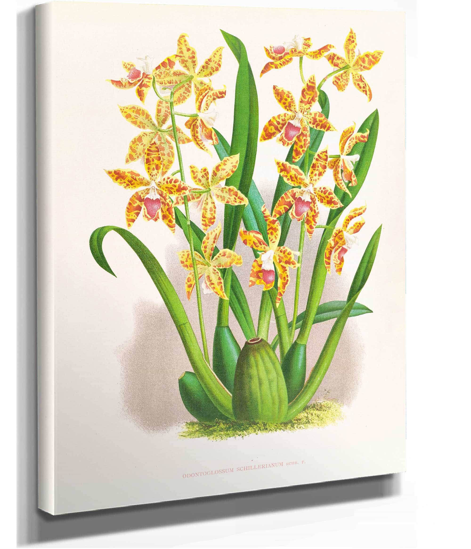 Odontoglossum Schillerianum by Jean Jules Linden