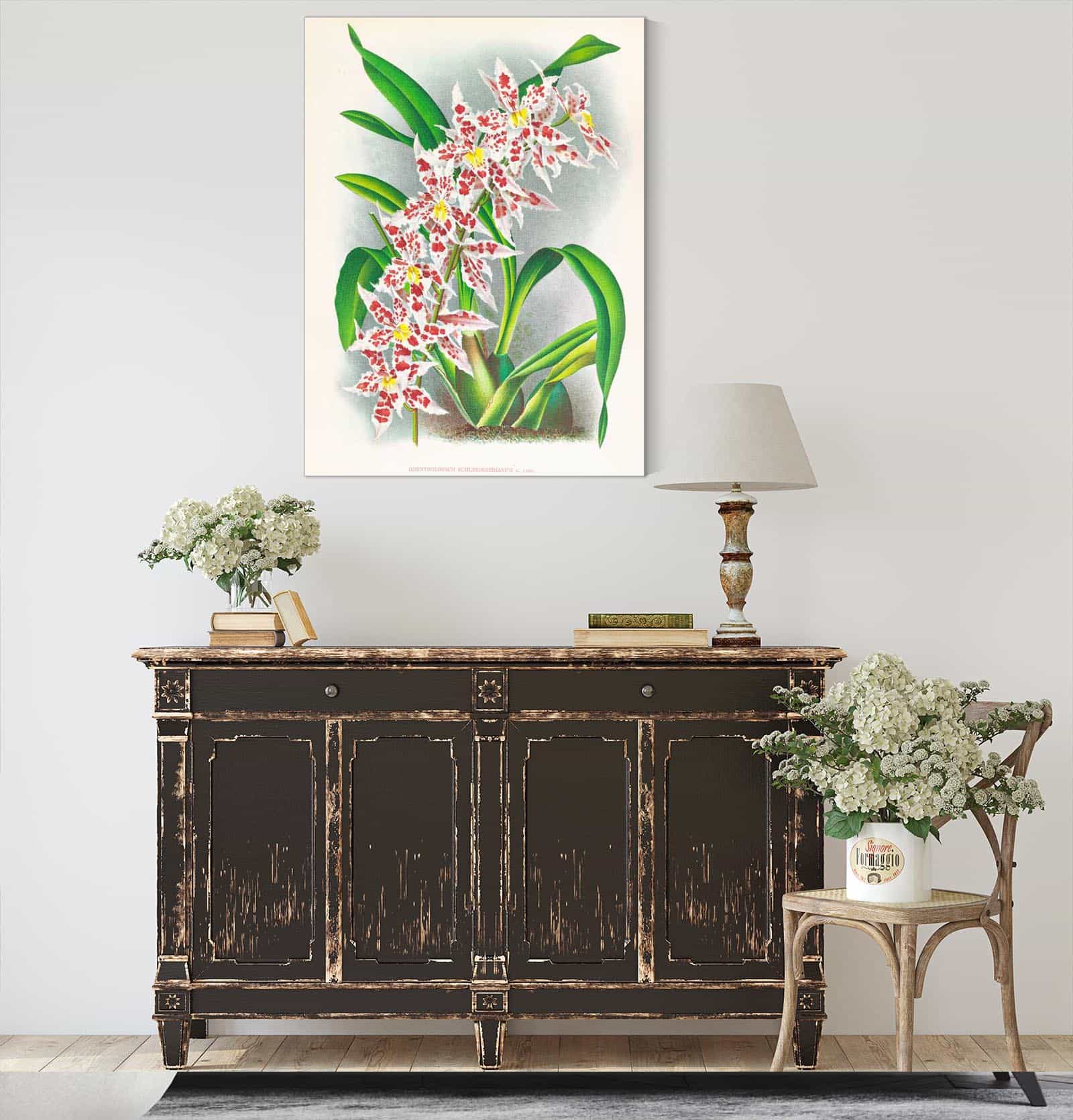 Odontoglossum Schlesingerianum by Jean Jules Linden
