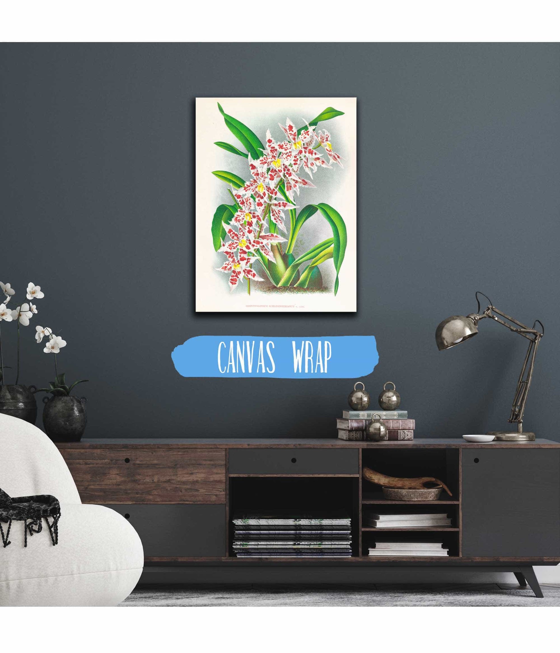 Odontoglossum Schlesingerianum by Jean Jules Linden