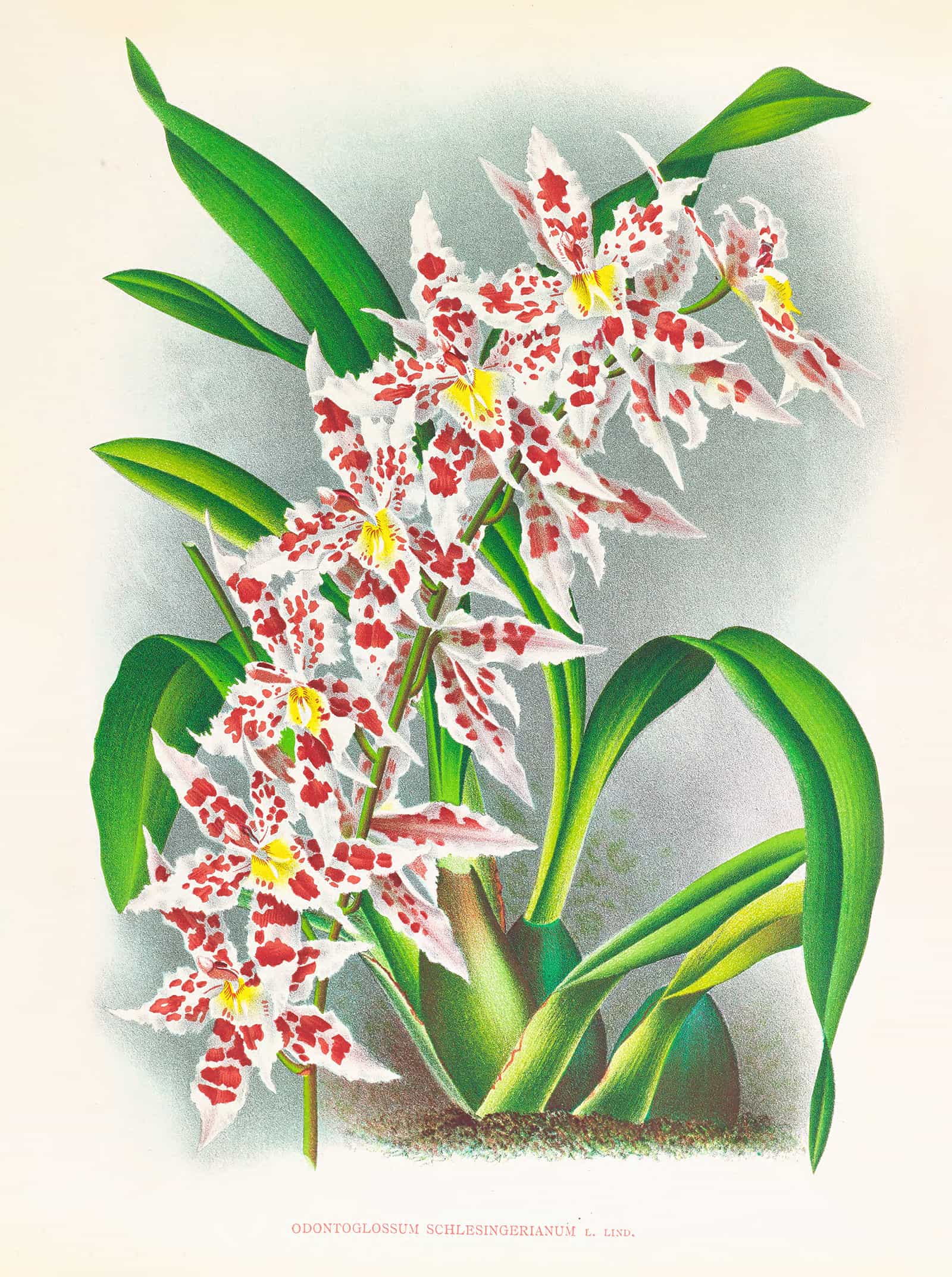 Odontoglossum Schlesingerianum by Jean Jules Linden