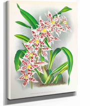 Odontoglossum Schlesingerianum by Jean Jules Linden