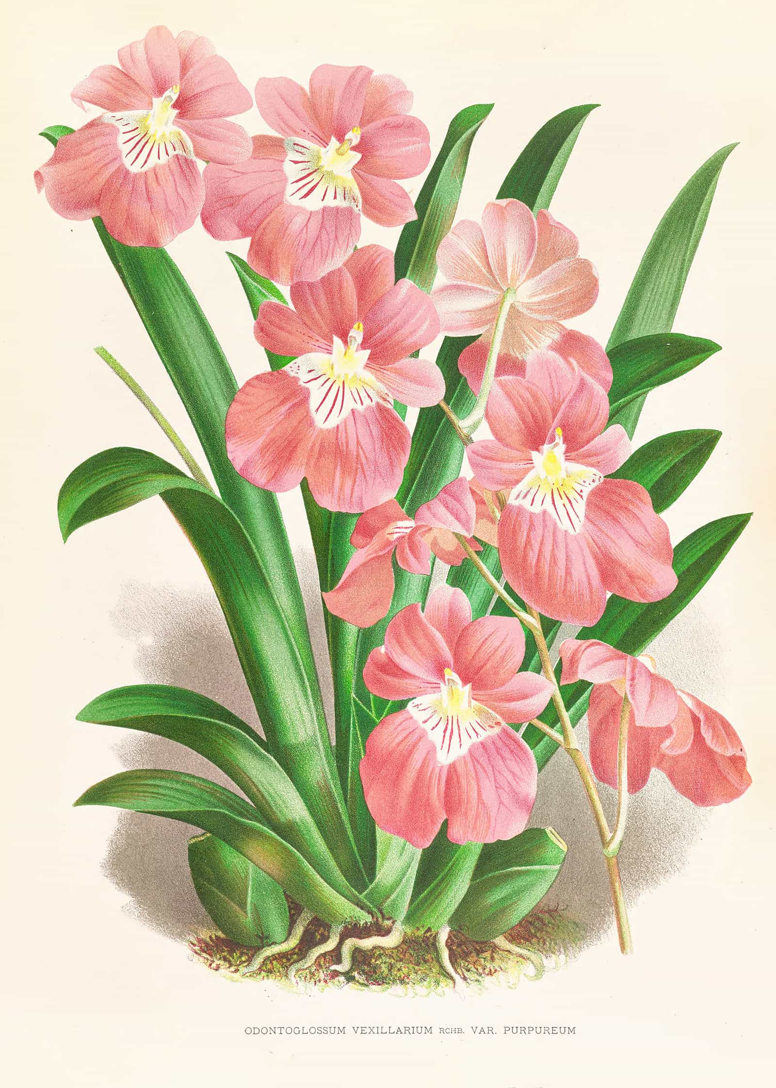 Odontoglossum Vexillarium by Jean Jules Linden