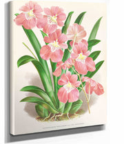 Odontoglossum Vexillarium by Jean Jules Linden