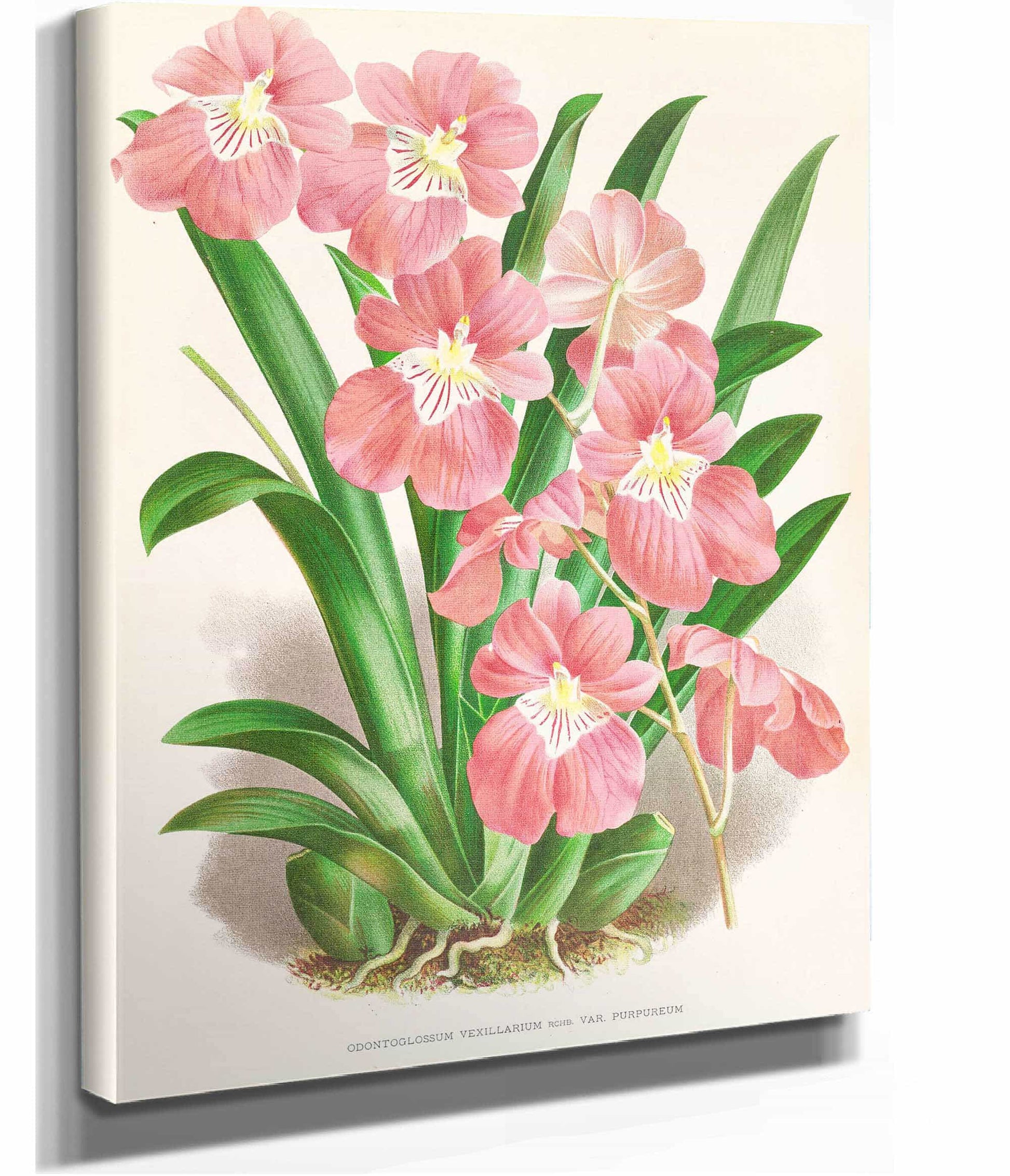 Odontoglossum Vexillarium by Jean Jules Linden