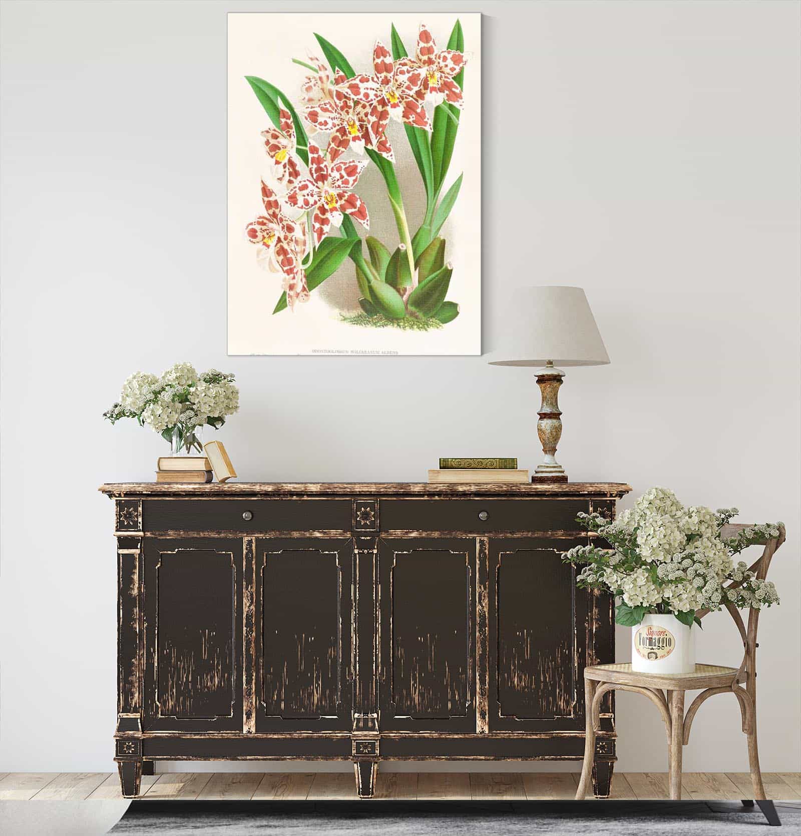 Odontoglossum Wilckeanum Albens by Jean Jules Linden