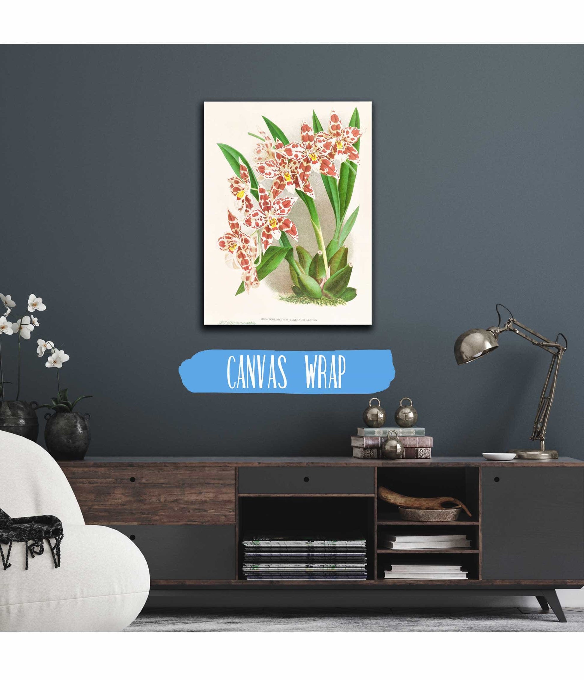 Odontoglossum Wilckeanum Albens by Jean Jules Linden