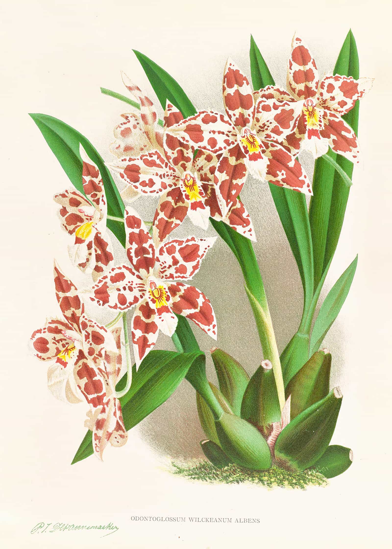 Odontoglossum Wilckeanum Albens by Jean Jules Linden