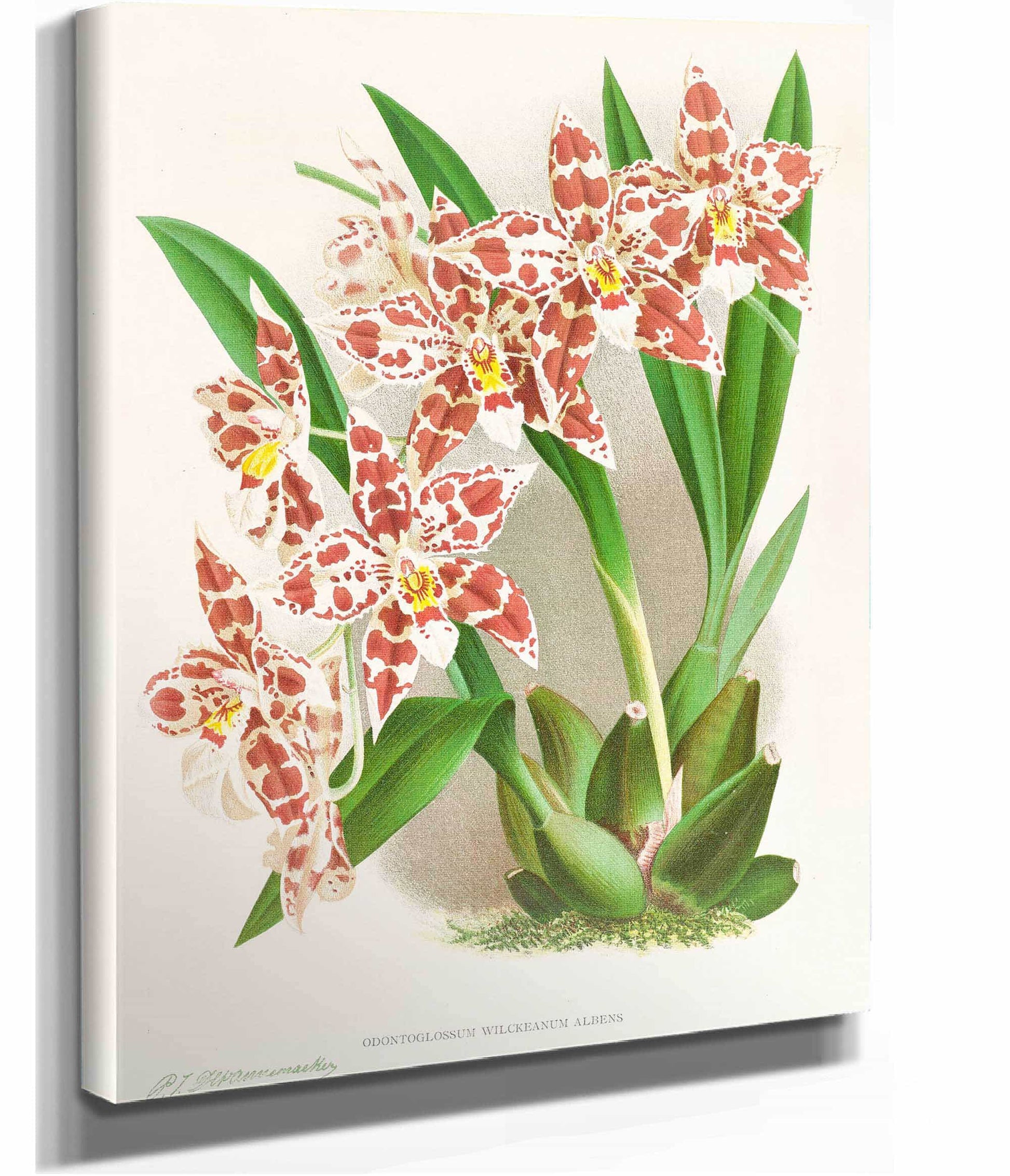 Odontoglossum Wilckeanum Albens by Jean Jules Linden