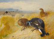 On The Stooksblackgame by Archibald Thorburn