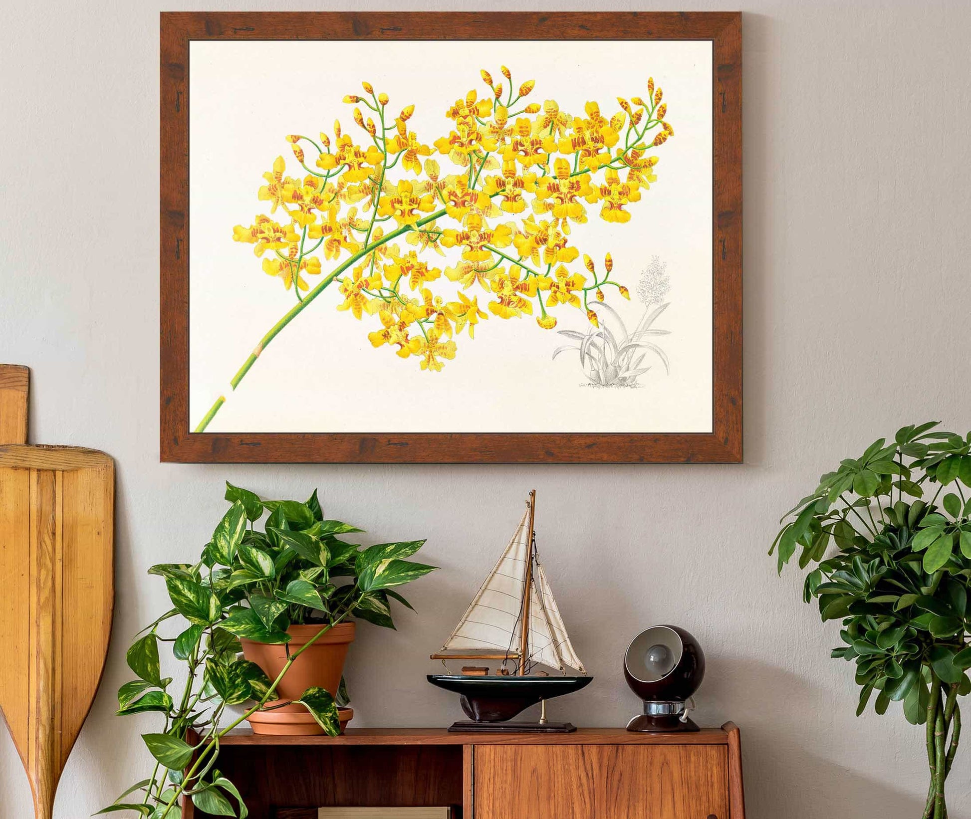 Oncidium Aurosum by Jean Jules Linden