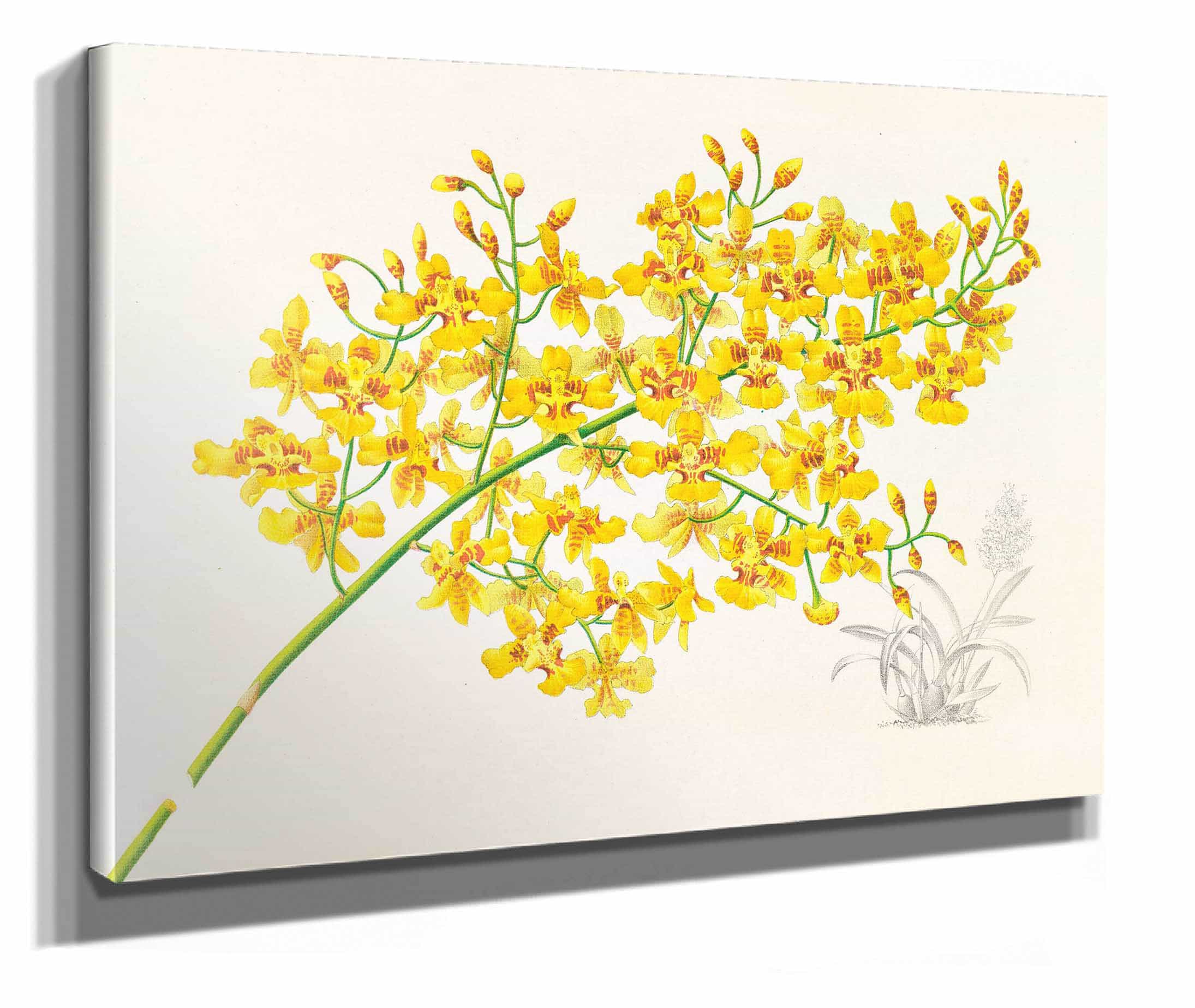 Oncidium Aurosum by Jean Jules Linden