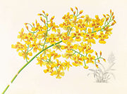 Oncidium Aurosum by Jean Jules Linden