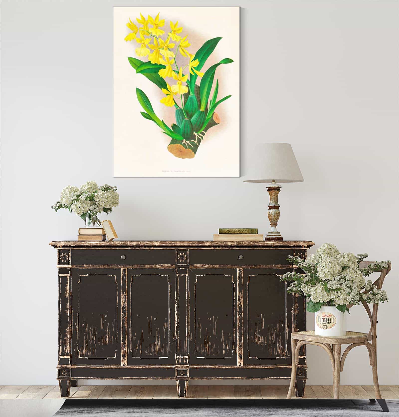 Oncidium Concolor by Jean Jules Linden