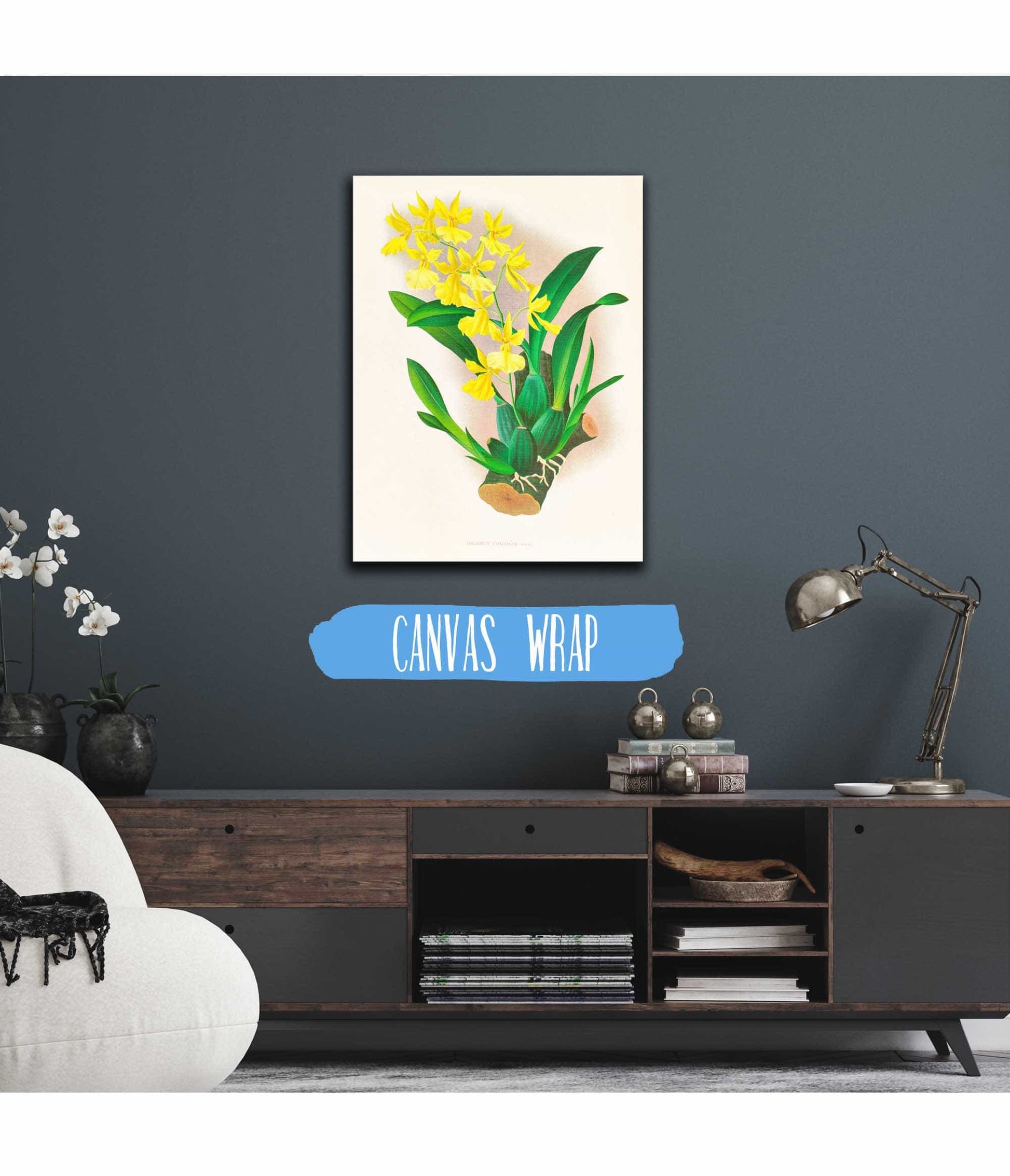 Oncidium Concolor by Jean Jules Linden