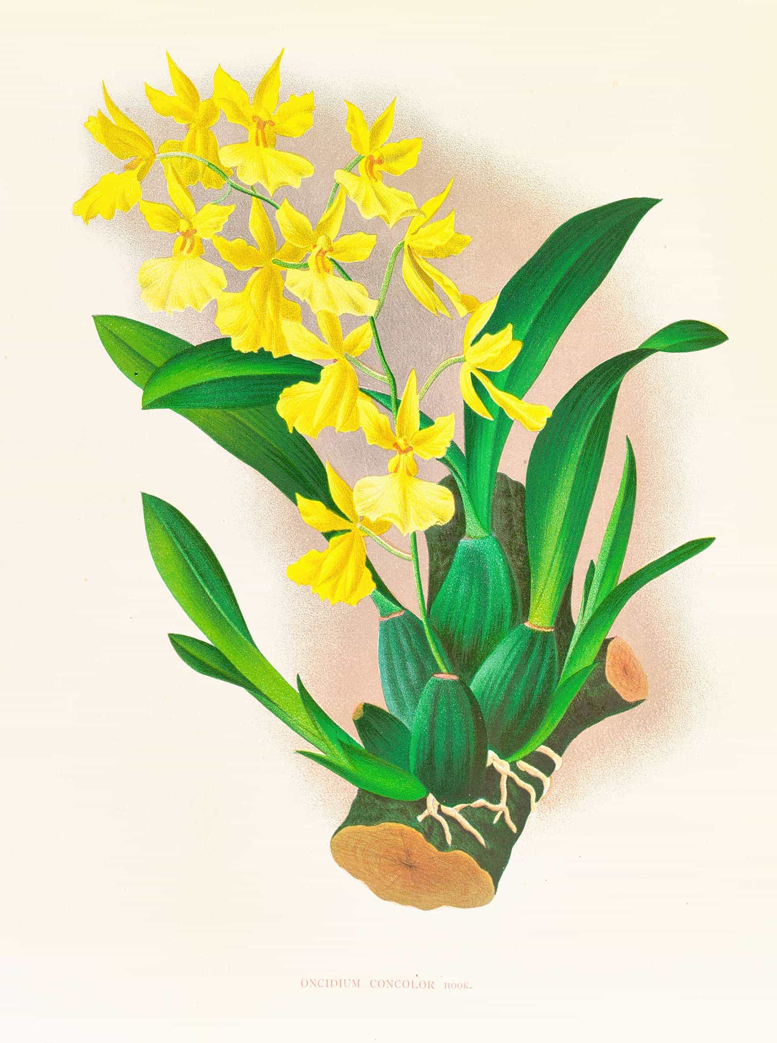 Oncidium Concolor by Jean Jules Linden