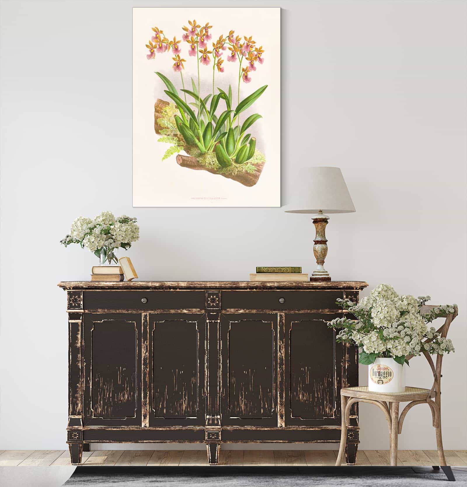 Oncidium Cucullatum by Jean Jules Linden