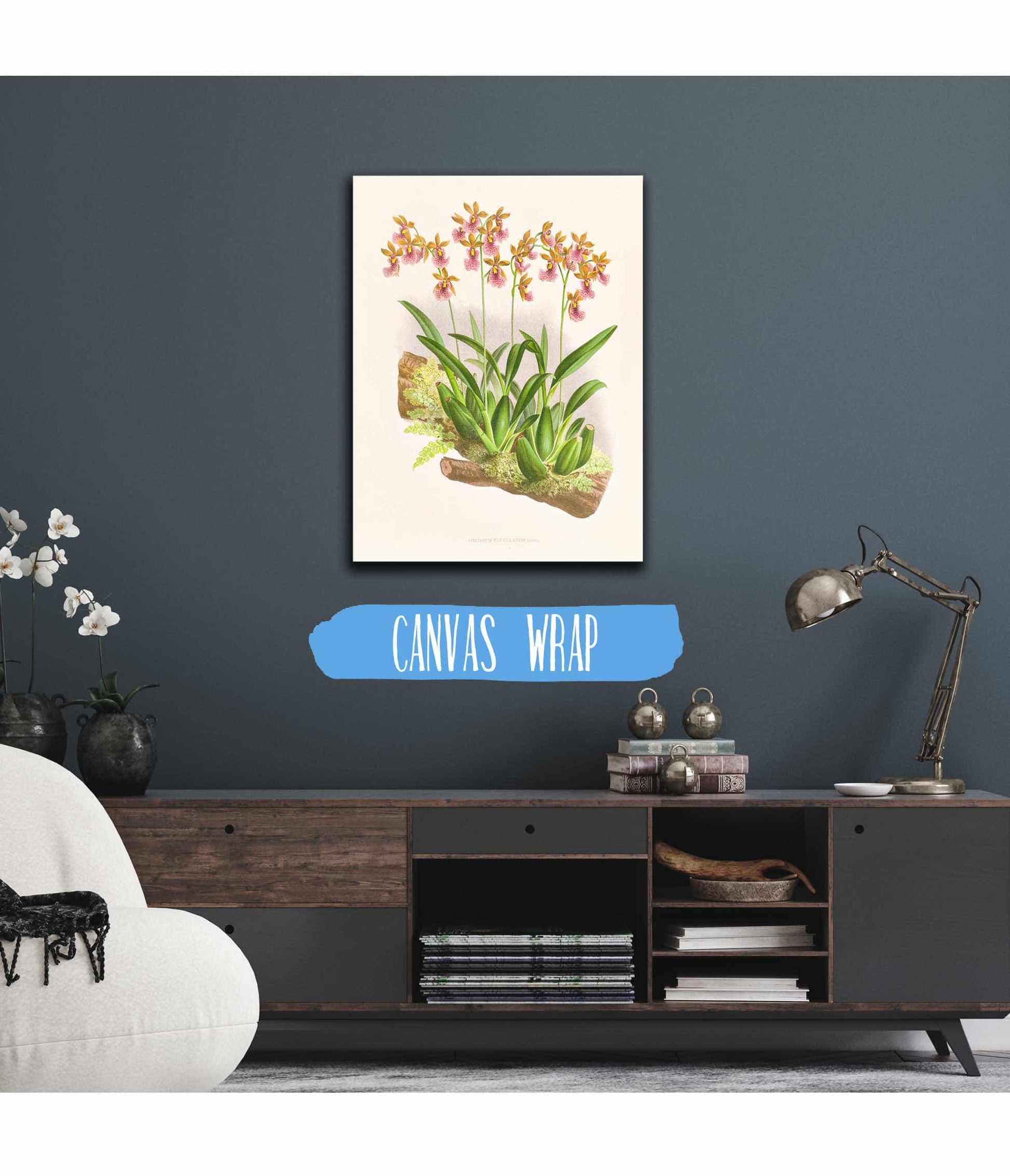 Oncidium Cucullatum by Jean Jules Linden