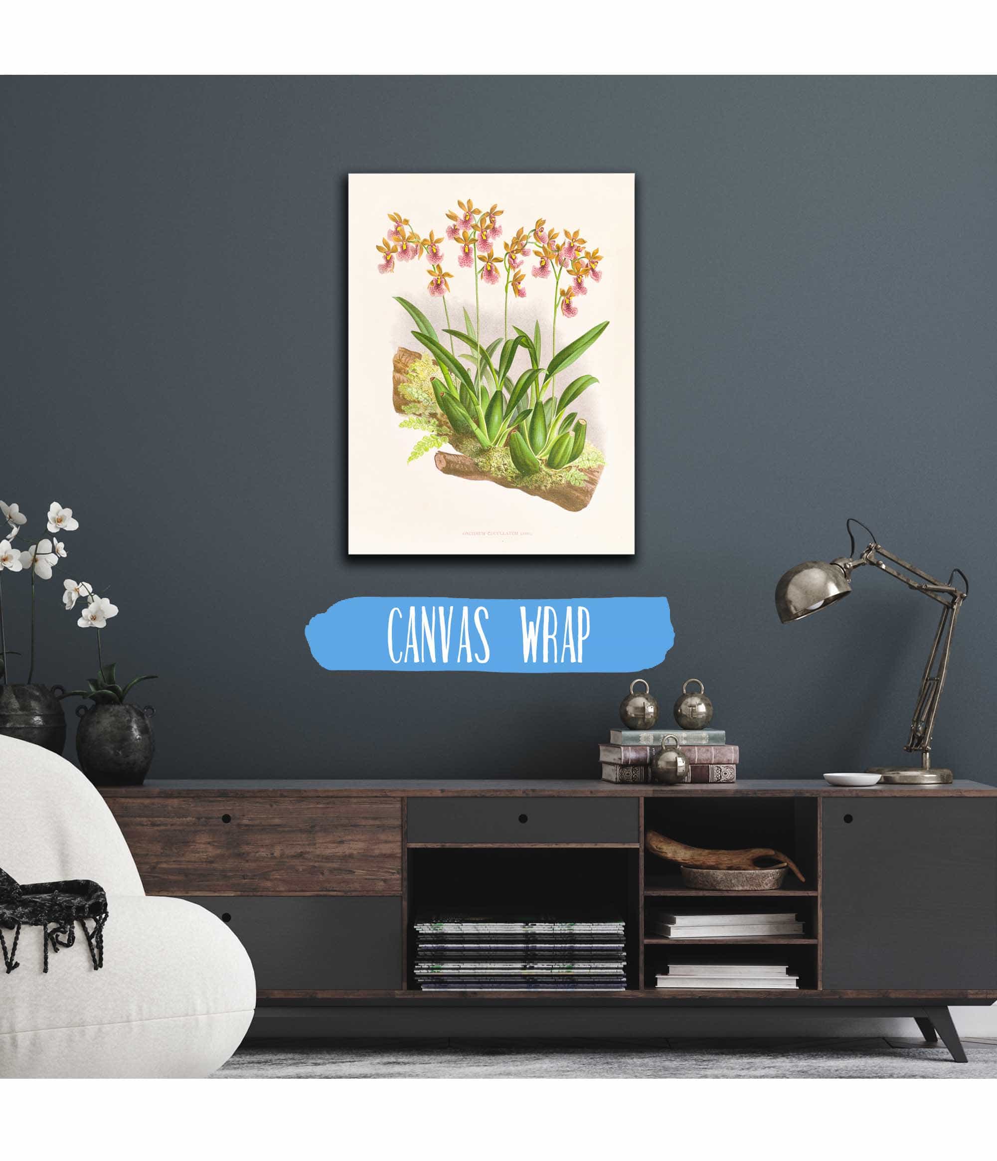 Oncidium Cucullatum by Jean Jules Linden