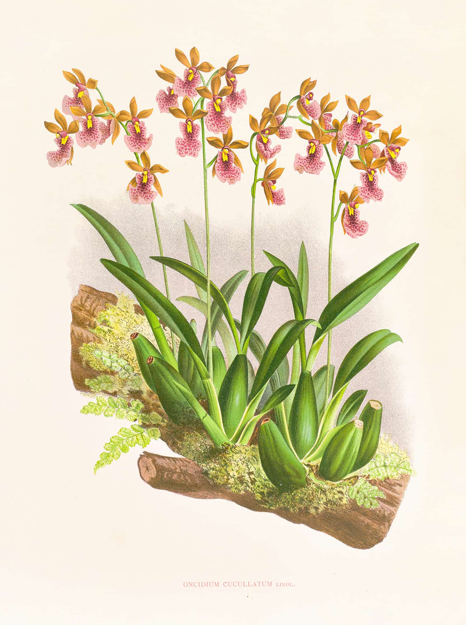 Oncidium Cucullatum by Jean Jules Linden