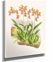 Oncidium Cucullatum by Jean Jules Linden