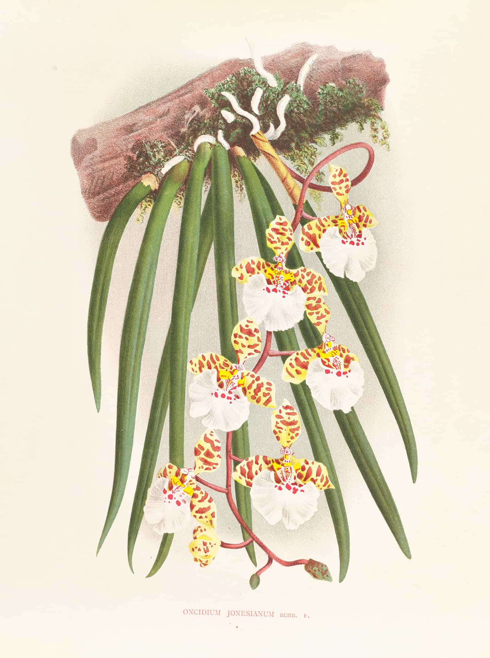 Oncidium Jonesianum by Jean Jules Linden