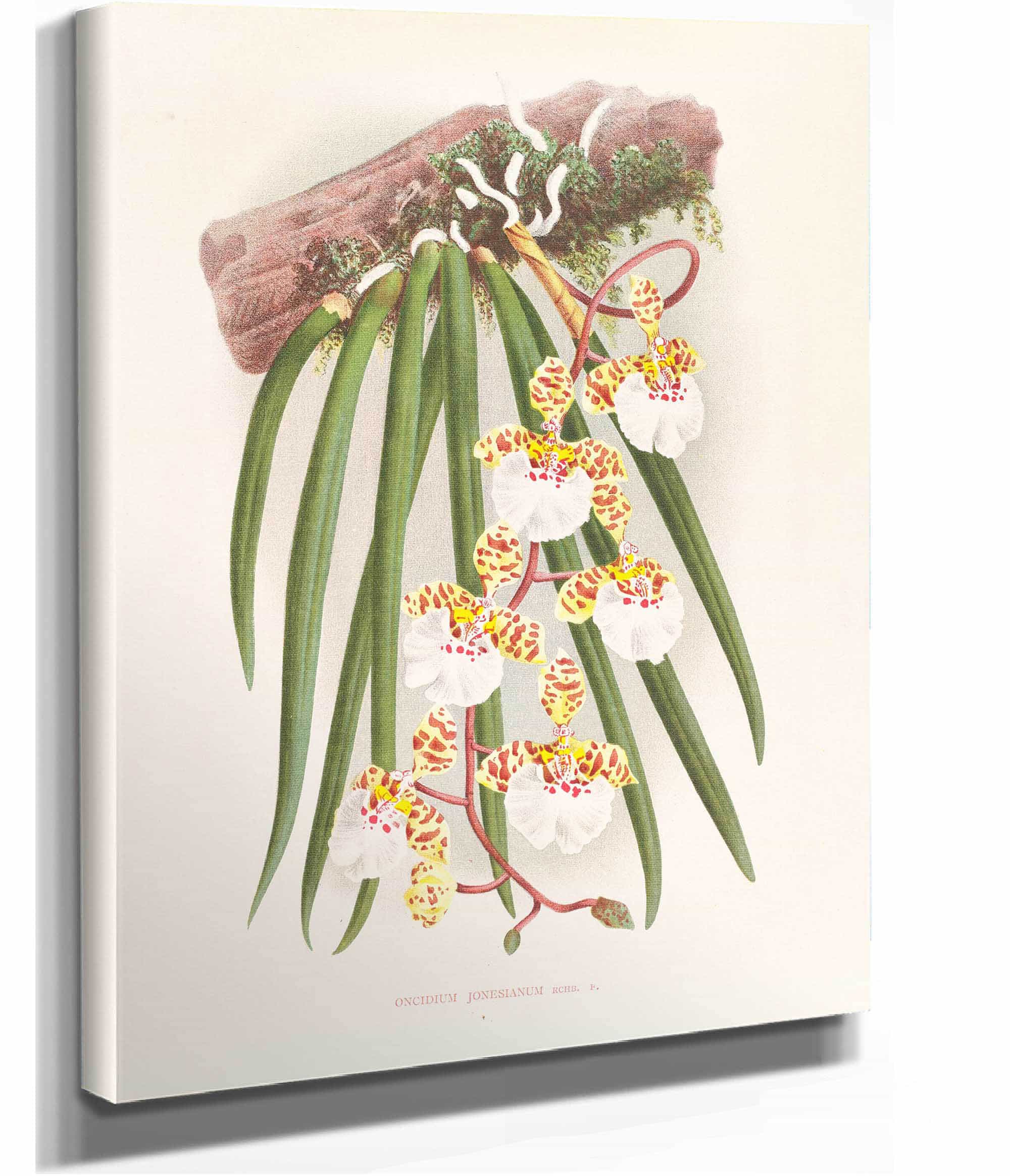 Oncidium Jonesianum by Jean Jules Linden