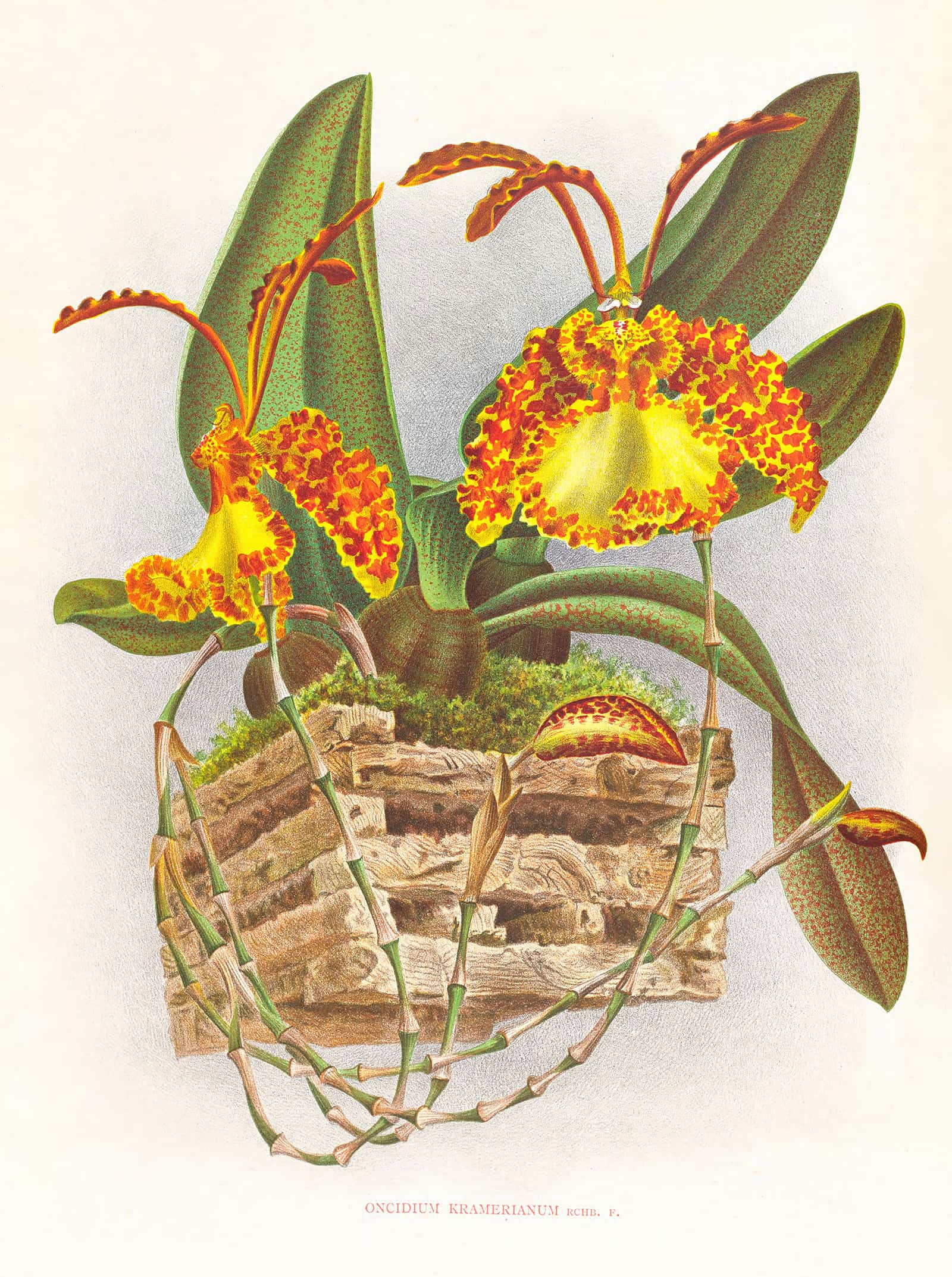 Oncidium Kramerianum by Jean Jules Linden
