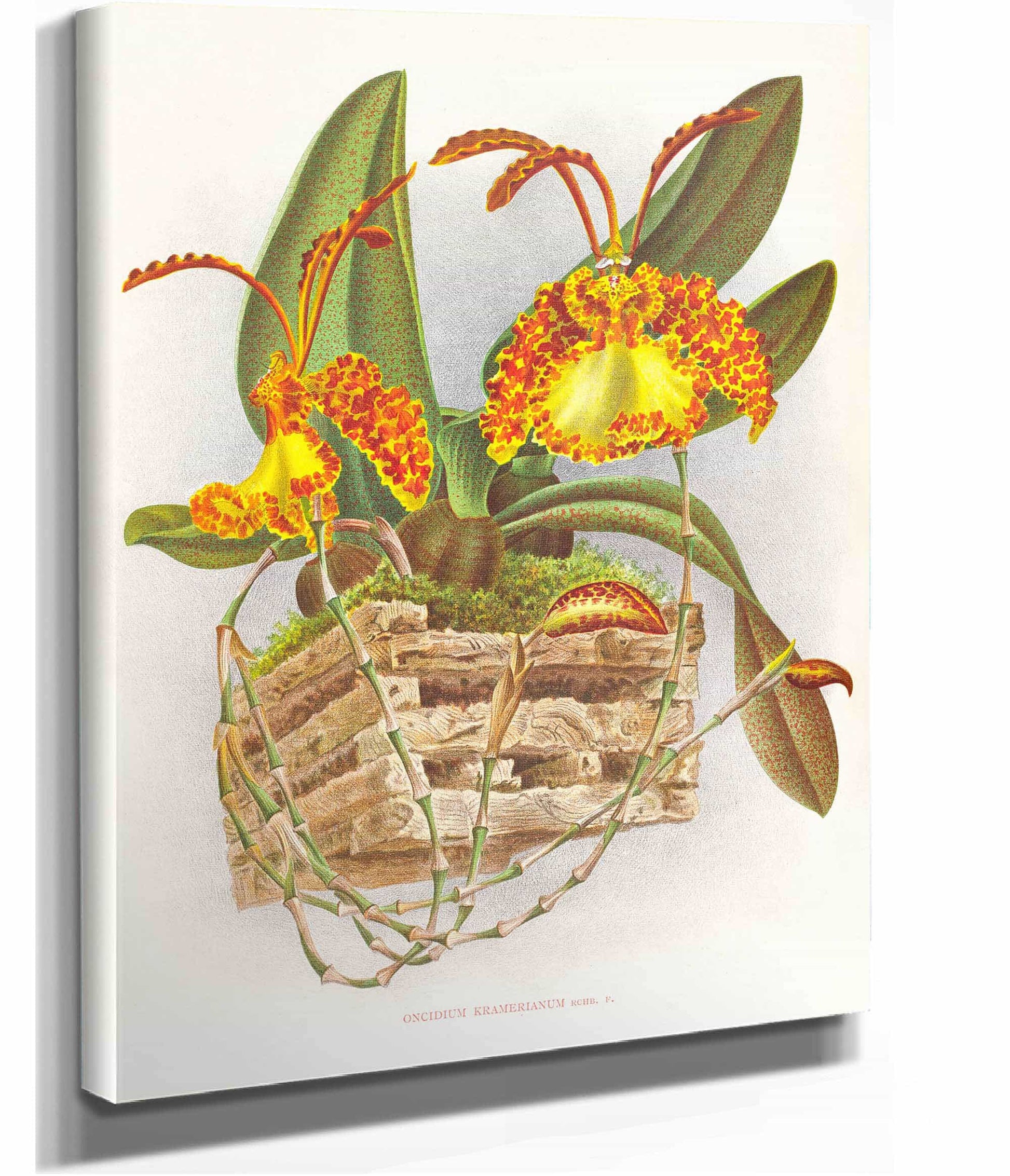 Oncidium Kramerianum by Jean Jules Linden
