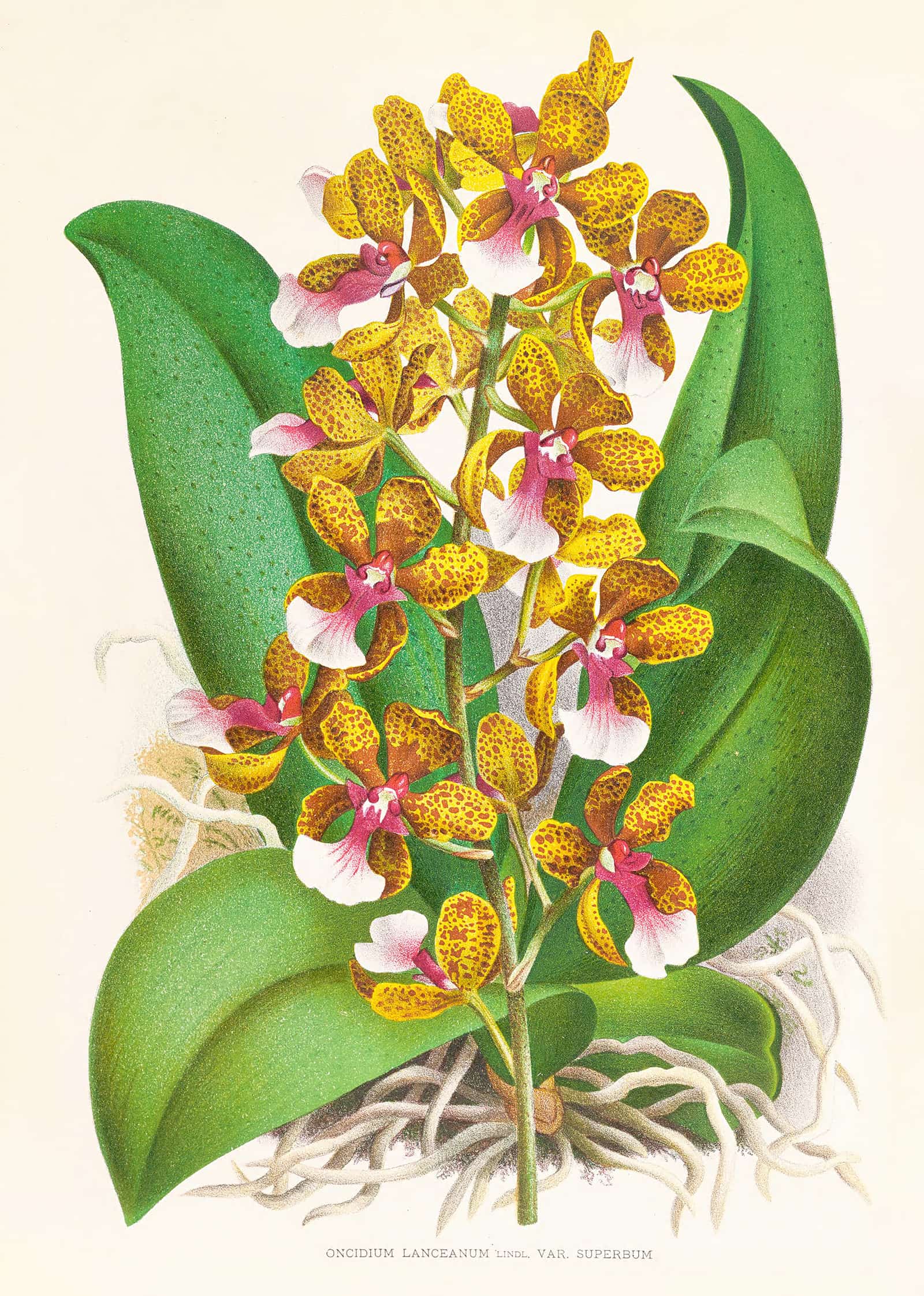 Oncidium Lannceanum by Jean Jules Linden