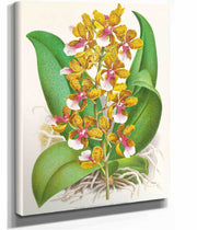 Oncidium Lannceanum by Jean Jules Linden