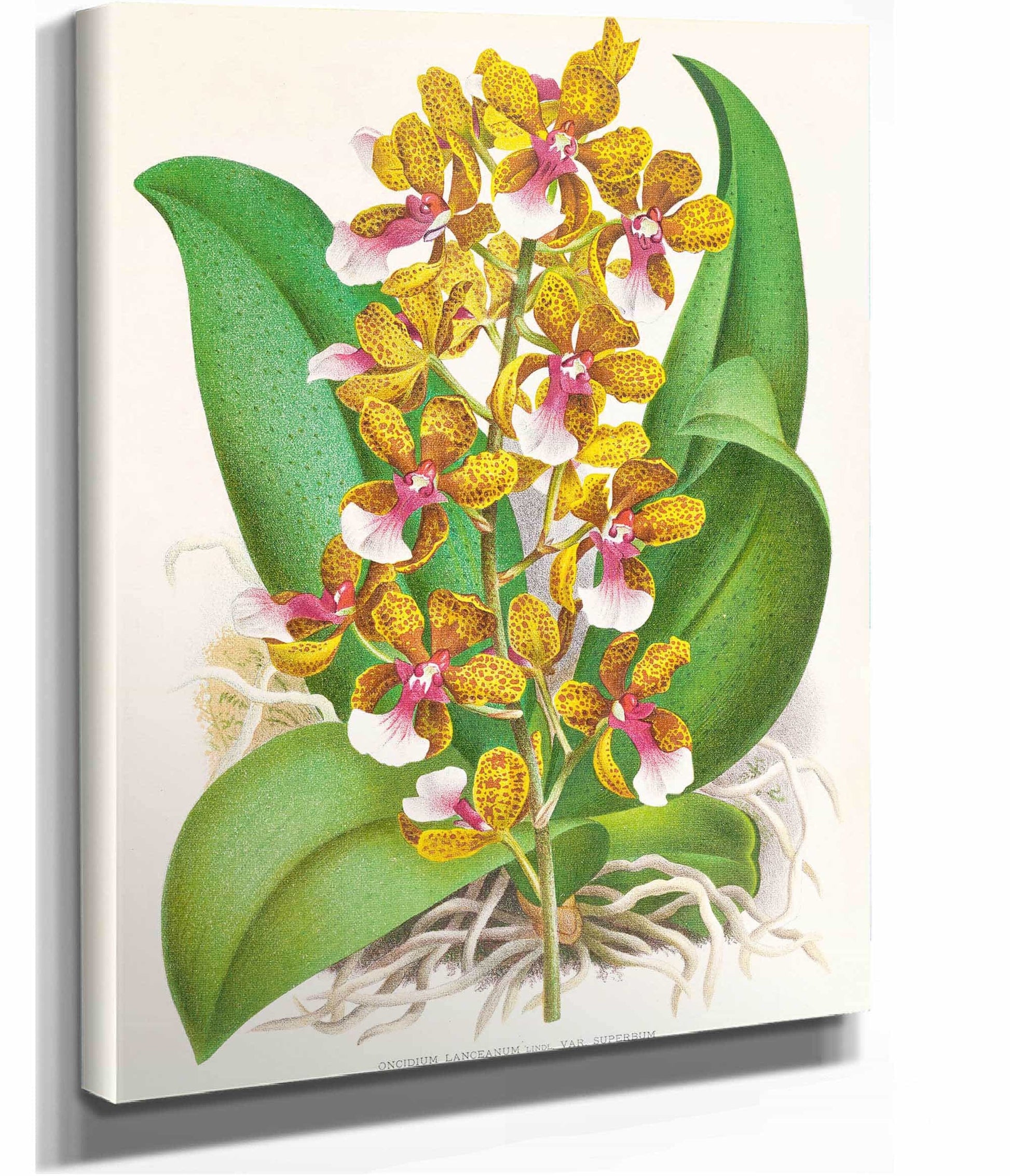 Oncidium Lannceanum by Jean Jules Linden