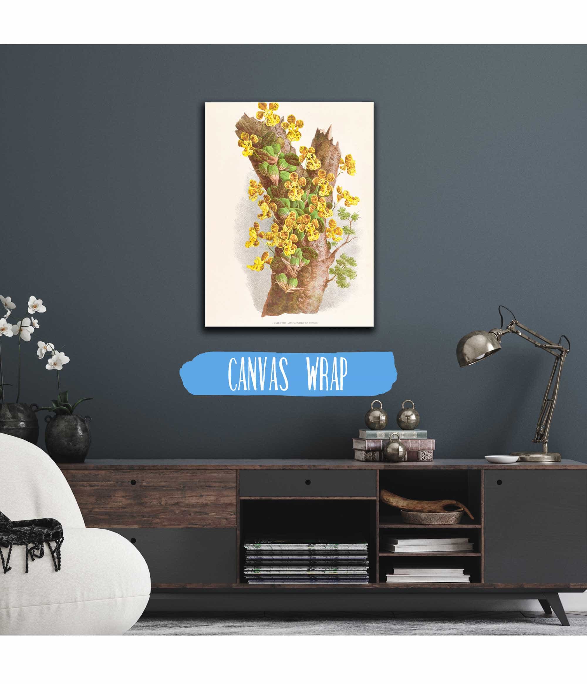 Oncidium Limminghei by Jean Jules Linden