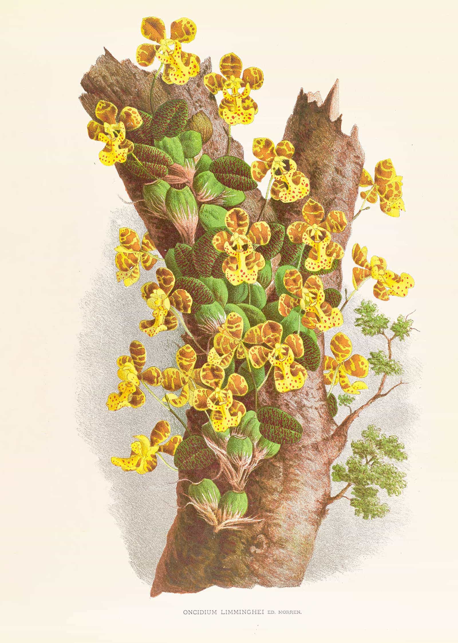 Oncidium Limminghei by Jean Jules Linden