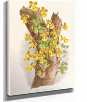 Oncidium Limminghei by Jean Jules Linden