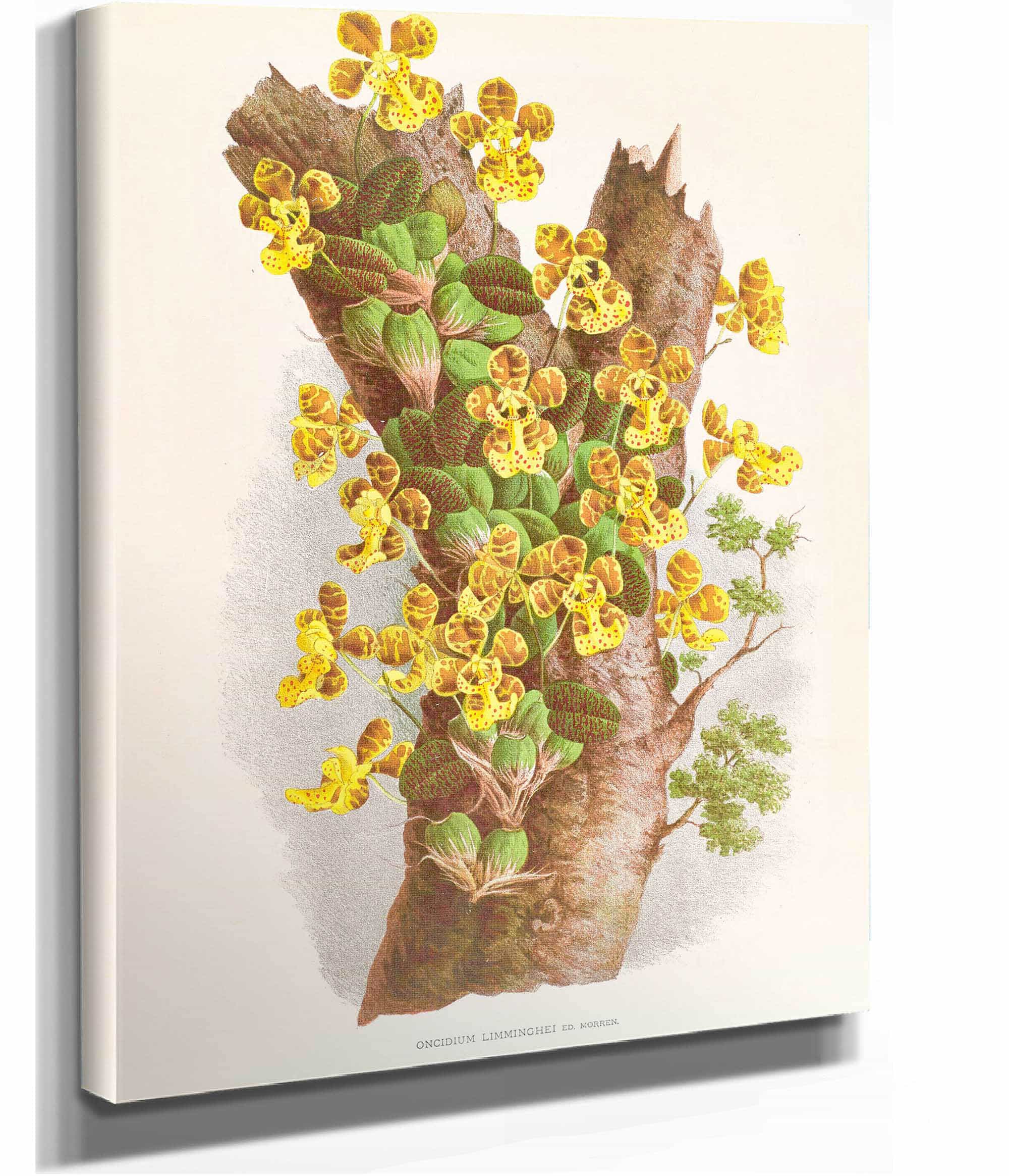 Oncidium Limminghei by Jean Jules Linden