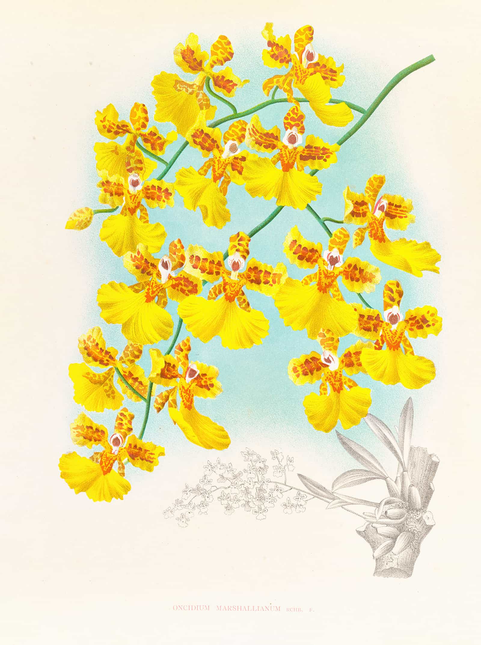 Oncidium Marshallianum by Jean Jules Linden