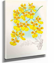 Oncidium Marshallianum by Jean Jules Linden