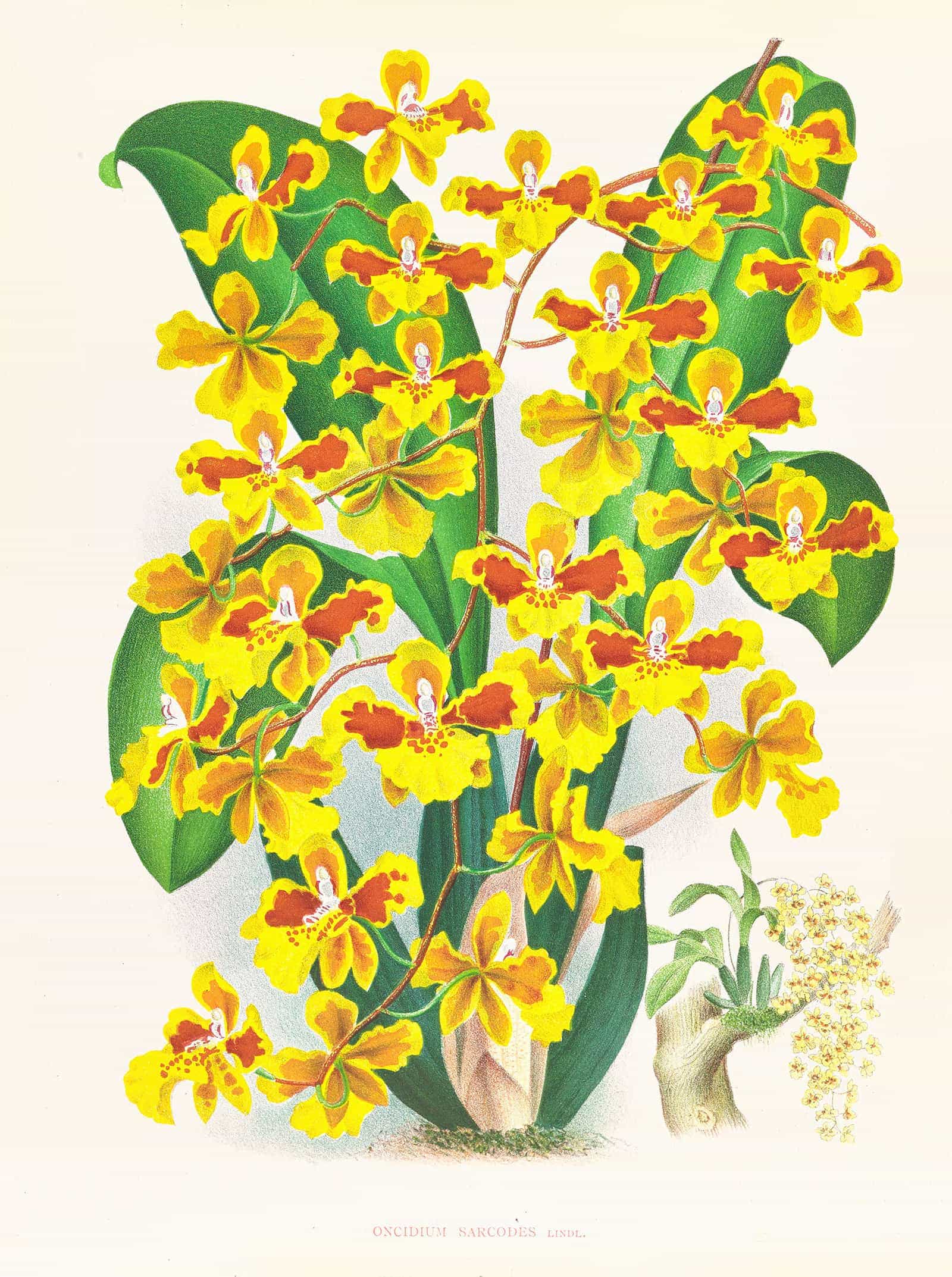 Oncidium Sarcodes by Jean Jules Linden