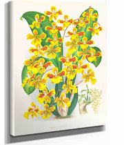 Oncidium Sarcodes by Jean Jules Linden