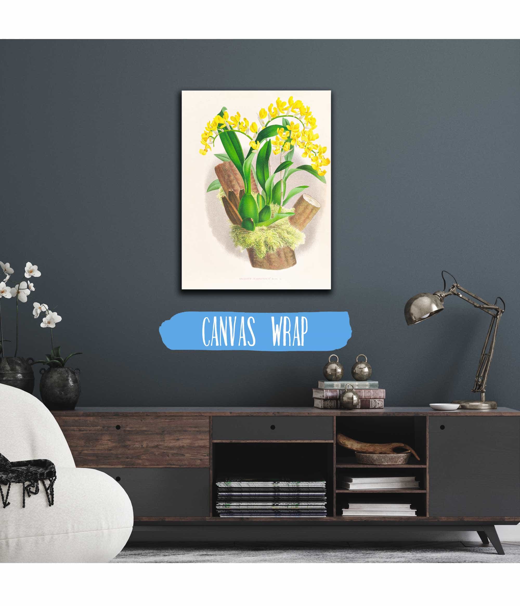 Oncidium Warscewiczi by Jean Jules Linden