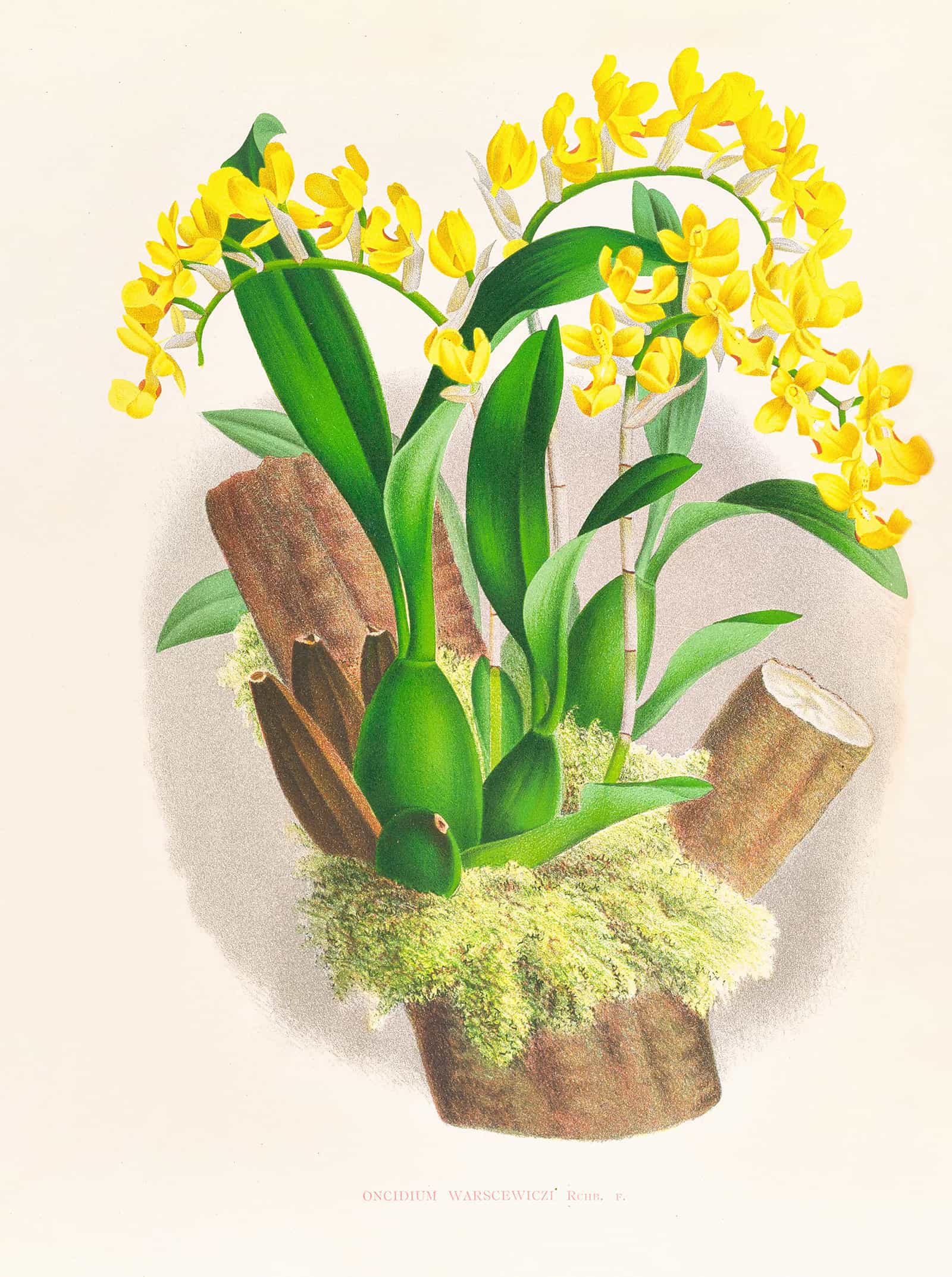 Oncidium Warscewiczi by Jean Jules Linden