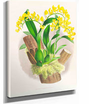 Oncidium Warscewiczi by Jean Jules Linden