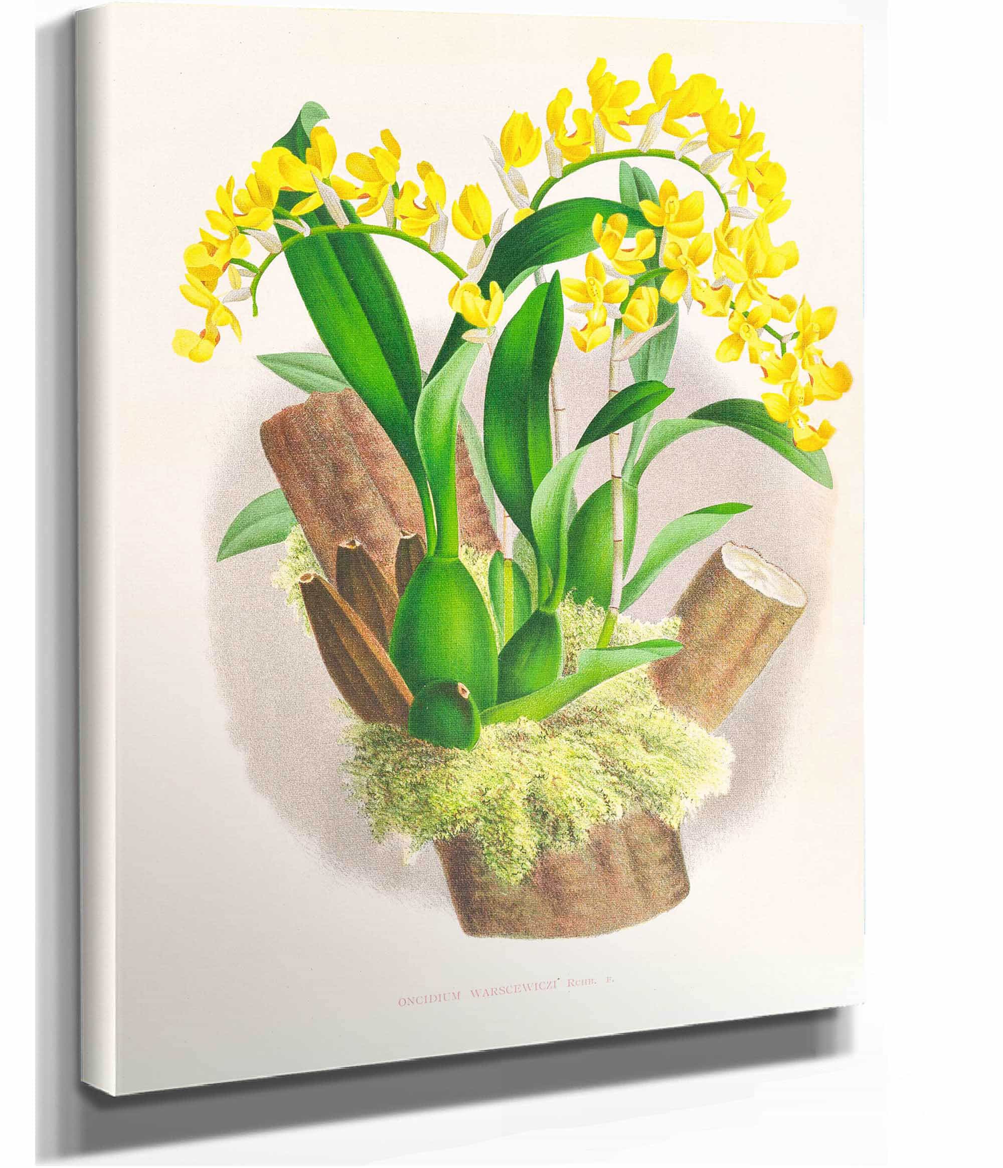 Oncidium Warscewiczi by Jean Jules Linden