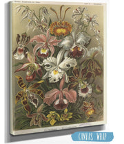Orchideae - Denusblumen