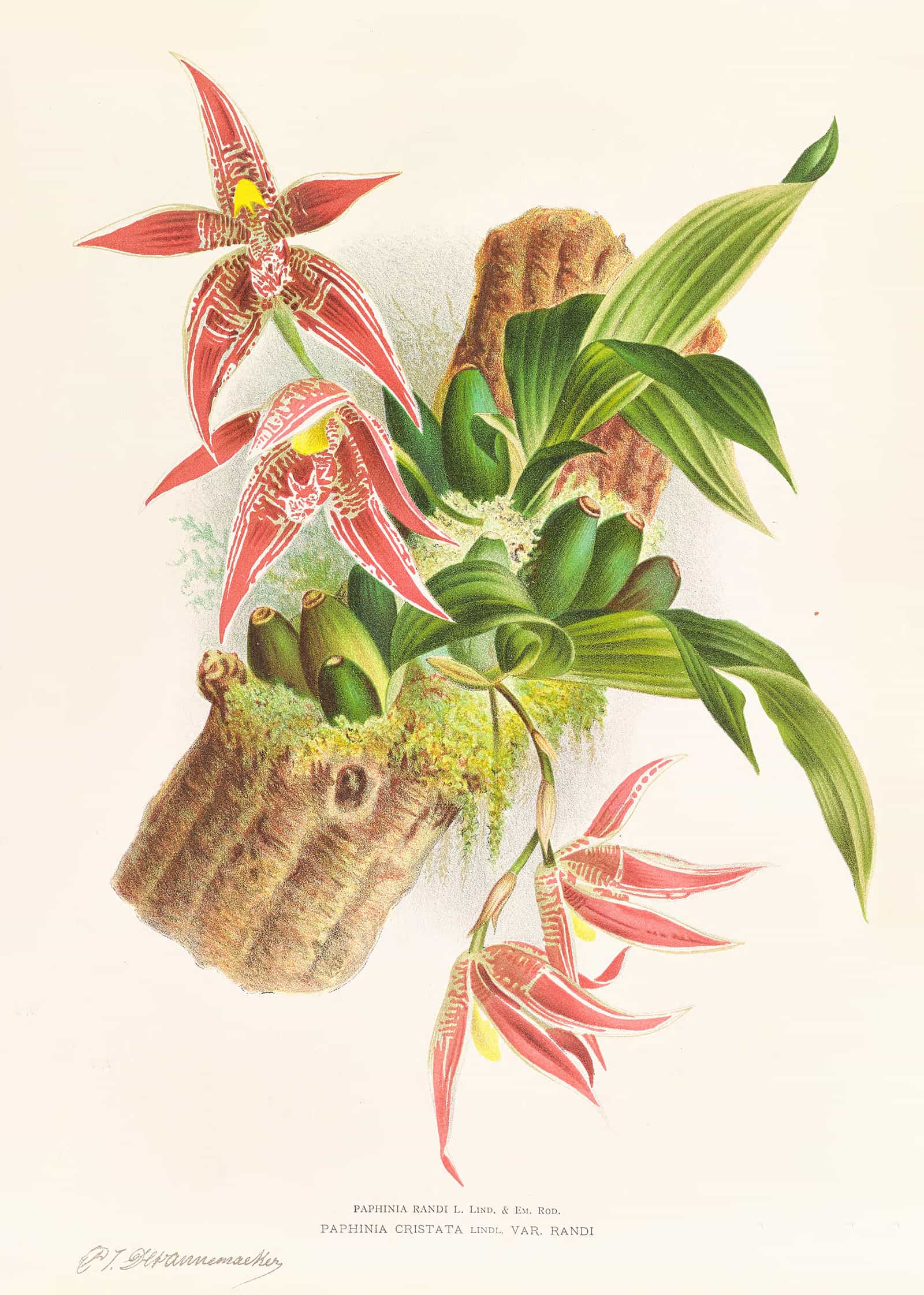 Paphinia Randi Paphinia Cristata by Jean Jules Linden