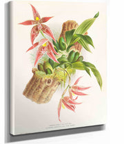 Paphinia Randi Paphinia Cristata by Jean Jules Linden